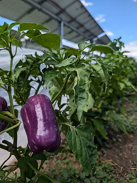 JSG Purple People Less Than 500kb